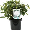 Rhododendron H ca 30 cm 5 l Container