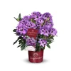 Rhododendron hybrid Easydendron H 30 - 40 cm 5 L Container