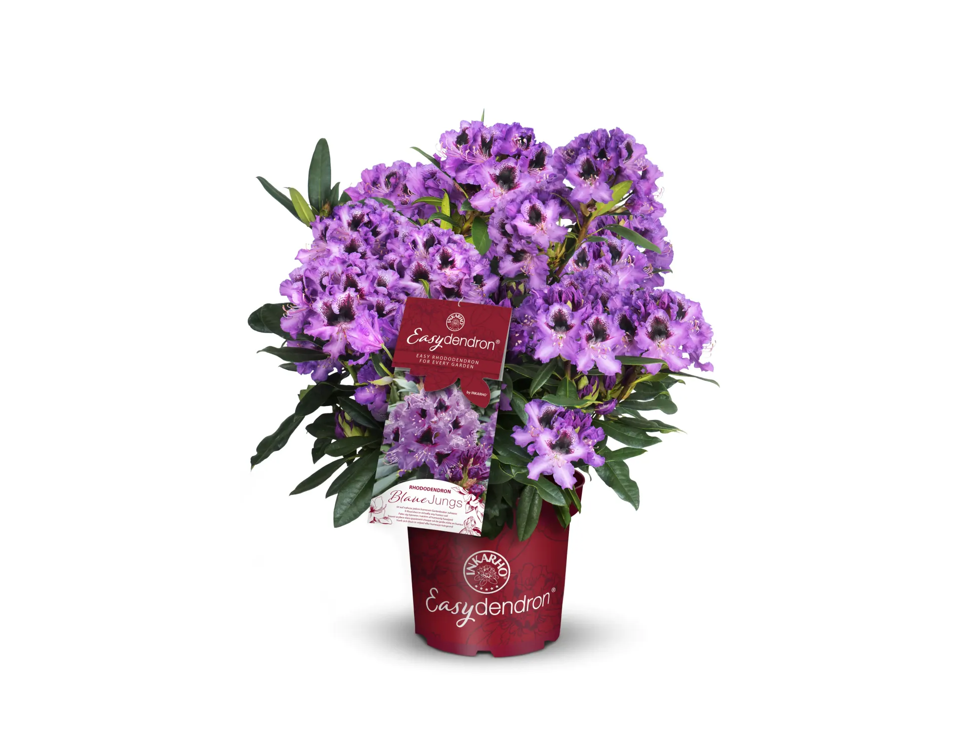Rhododendron hybrid Easydendron H 30 - 40 cm 5 L Container