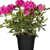 Rhododendron Hybriden in Sorten H ca 40 - 50 cm 5 l Container