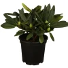 Rhododendron in Sorten 7,5 l Container