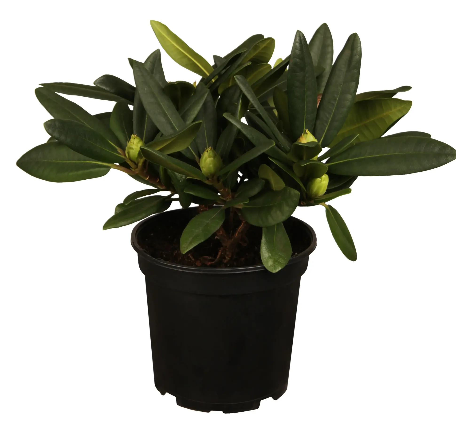 Rhododendron in Sorten 7,5 l Container