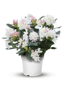 Rhododendron in Sorten 5 l Topf