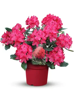 Rhododendron in Sorten 5 l Topf
