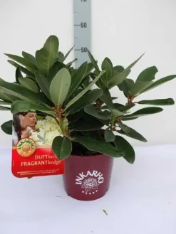 Rhododendron INKARHO ® gelbe Dufthecke 5 l Container