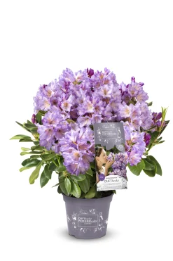 Rhododendron INKARHO ® lila Dufthecke 5 l Container