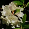 Rhododendron INKARHO ® weiß 5 l Container