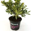 Rhododendron micranthum Bloombux 0,5 l Container