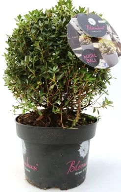 Rhododendron micranthum Bloombux 5 l Container
