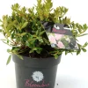 Rhododendron micranthum Bloombux 2 L Container