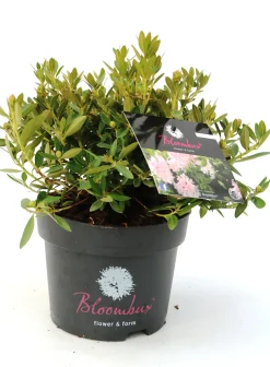 Rhododendron micranthum Bloombux 2 L Container
