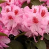 Rhododendron PG II + III Liebhaber rosa 5 l Container