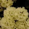Rhododendron PG II + III Liebhaber gelb 5 l Container