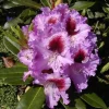 Rhododendron PG II + III Liebhaber blau 5 l Container