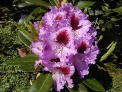 Rhododendron PG II + III Liebhaber blau 5 l Container