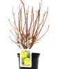 Rhododendron PG II + III Liebhaber 5 l Container