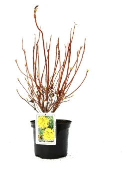 Rhododendron PG II + III Liebhaber 5 l Container