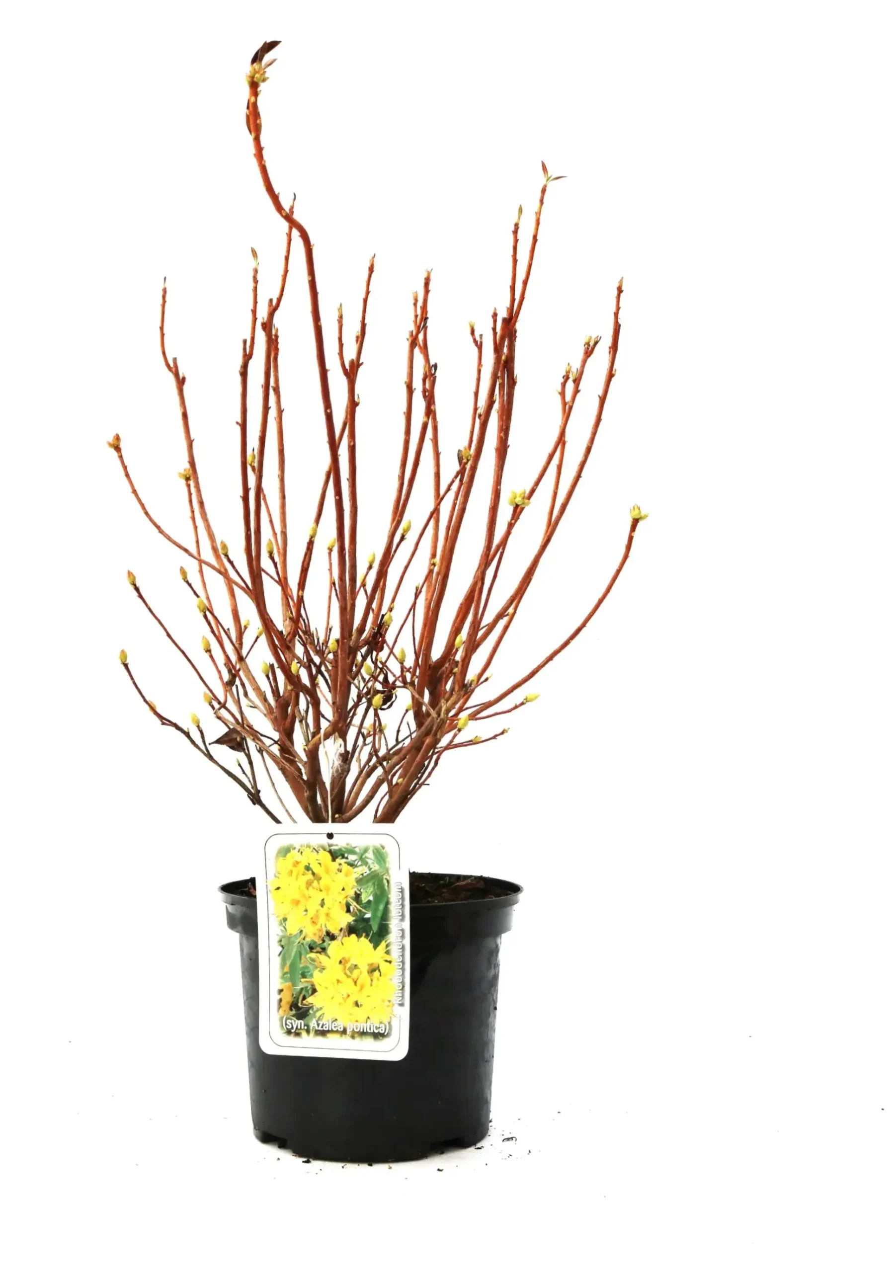 Rhododendron PG II + III Liebhaber 5 l Container