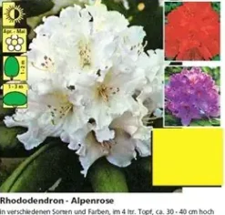 Rhododendron PG II + III Liebhaber 5 l Container