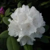 Rhododendron PG II + III Liebhaber weiß 5 l Container