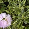 Rhododendron PG II + III Liebhaber 5 l Container