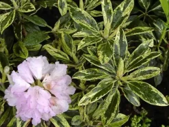 Rhododendron PG II + III Liebhaber 5 l Container