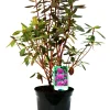 Rhododendron 'P.J.Mezitt' 4 l Container