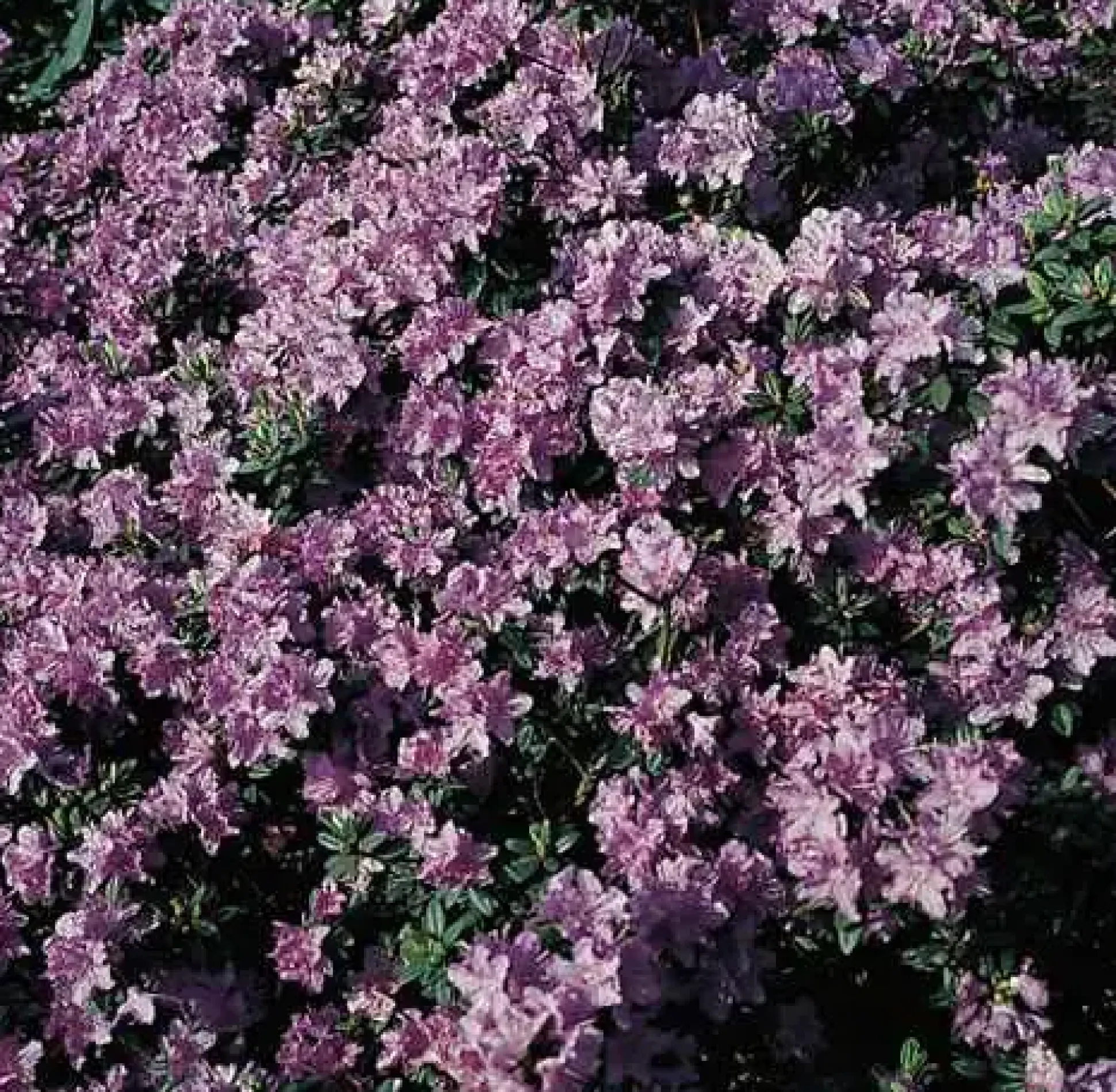 Rhododendron 'Ramapo' 2 L Container