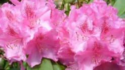 Rhododendron Roseum Elegans 5 l Container