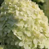 Rispenhortensie 'Limelight' 5 l Container