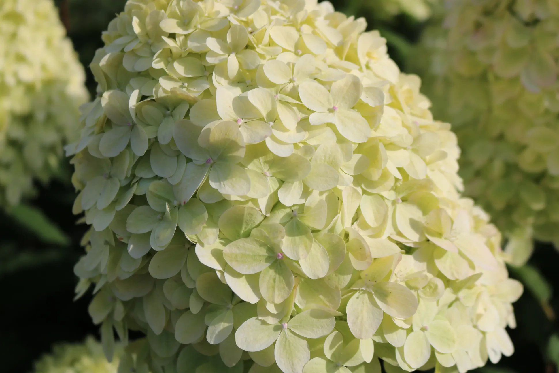 Rispenhortensie 'Limelight' 5 l Container