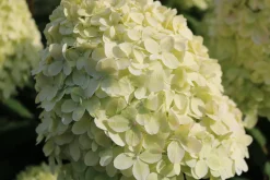 Rispenhortensie 'Limelight' 10 L Container