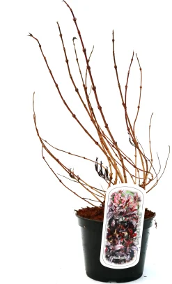 Rotblättrige Weigelie Purpurea 3 l Container