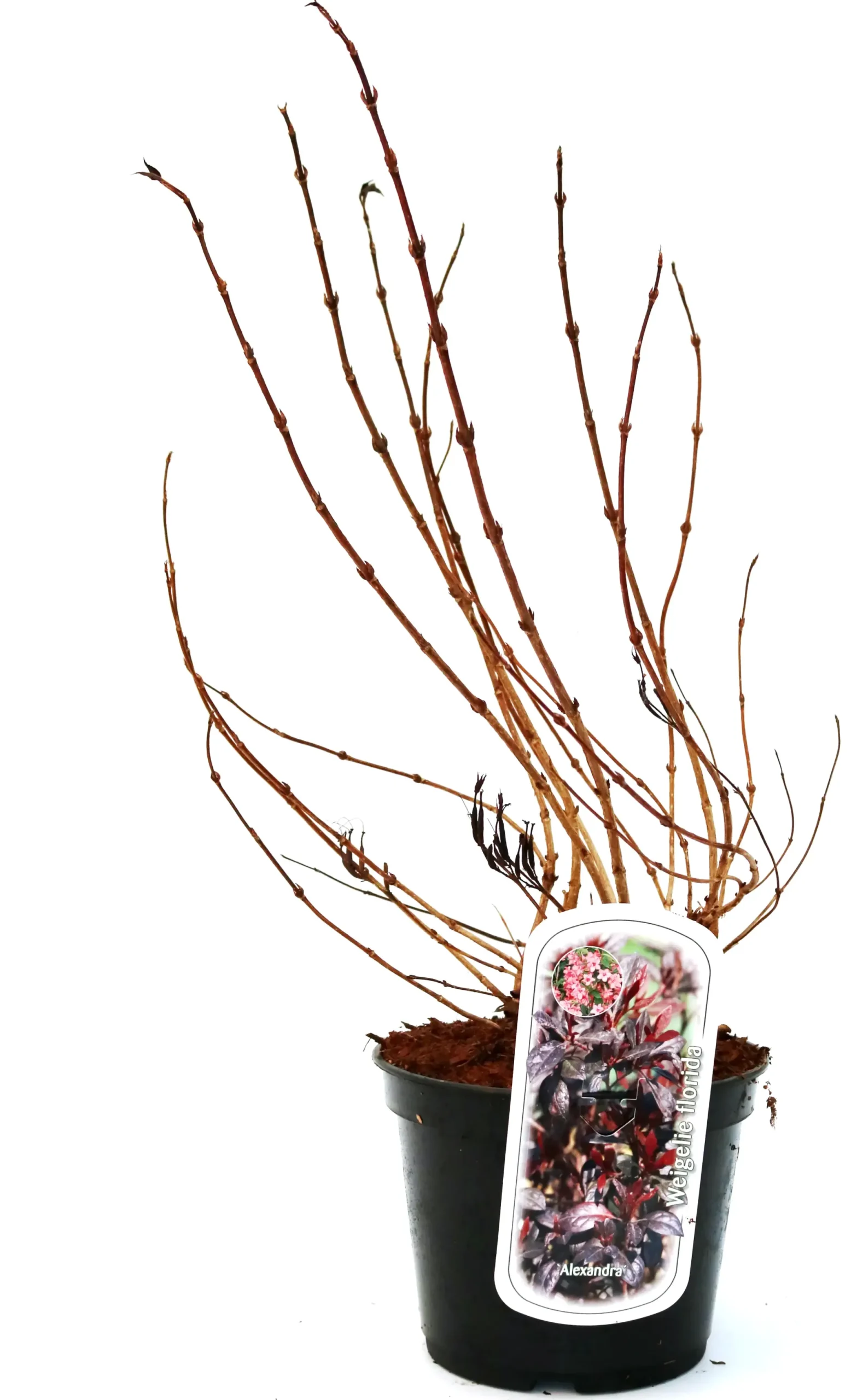 Rotblättrige Weigelie Purpurea 3 l Container