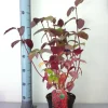 Rotholz Hartriegel 3 L Container