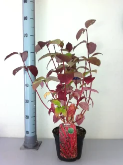 Rotholz Hartriegel 3 L Container