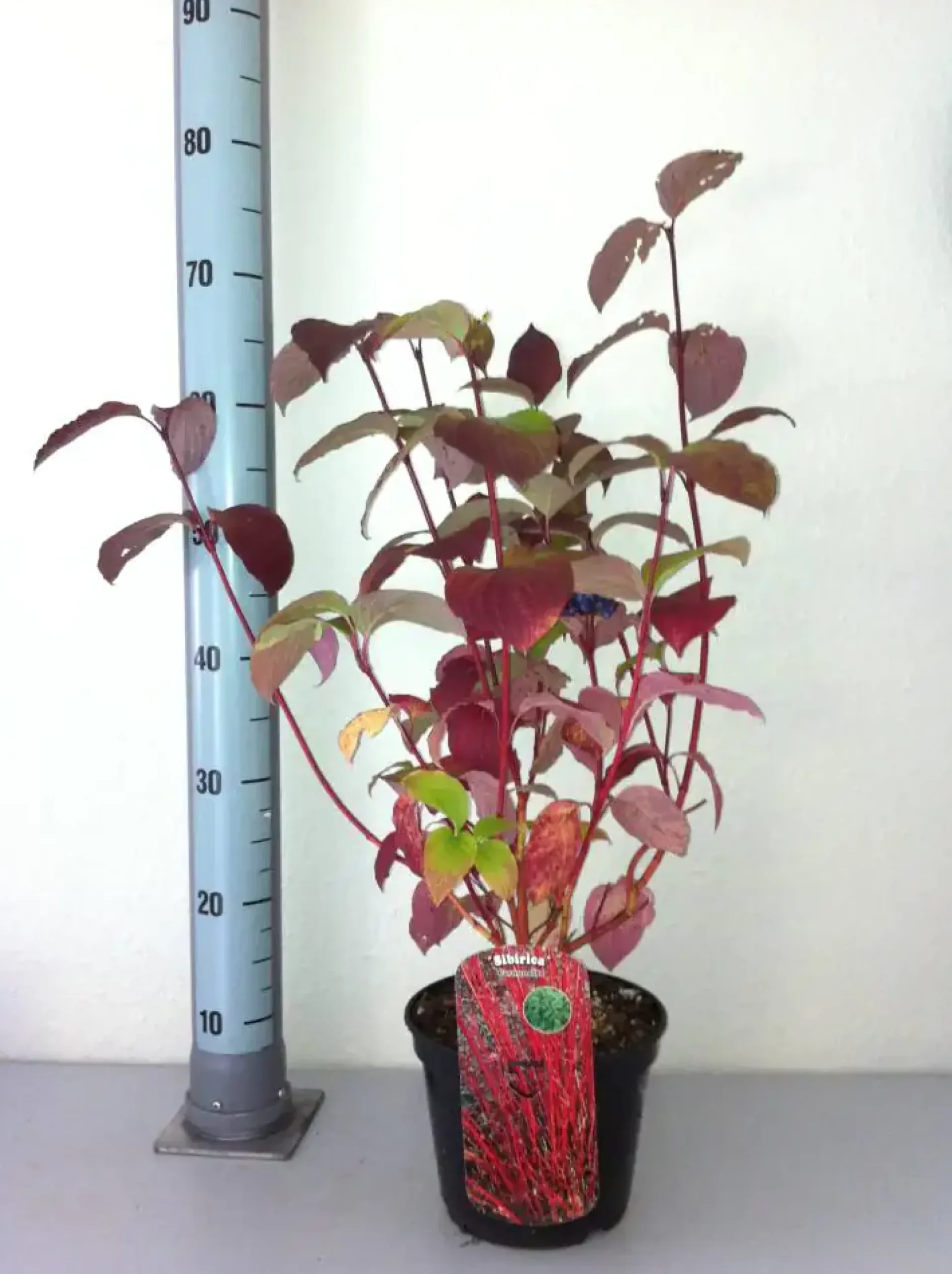 Rotholz Hartriegel 3 L Container