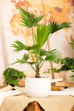 Rundblättrige Schirmpalme Livistonie Rotundifolia H ca. 35 cm 12 cm Topf