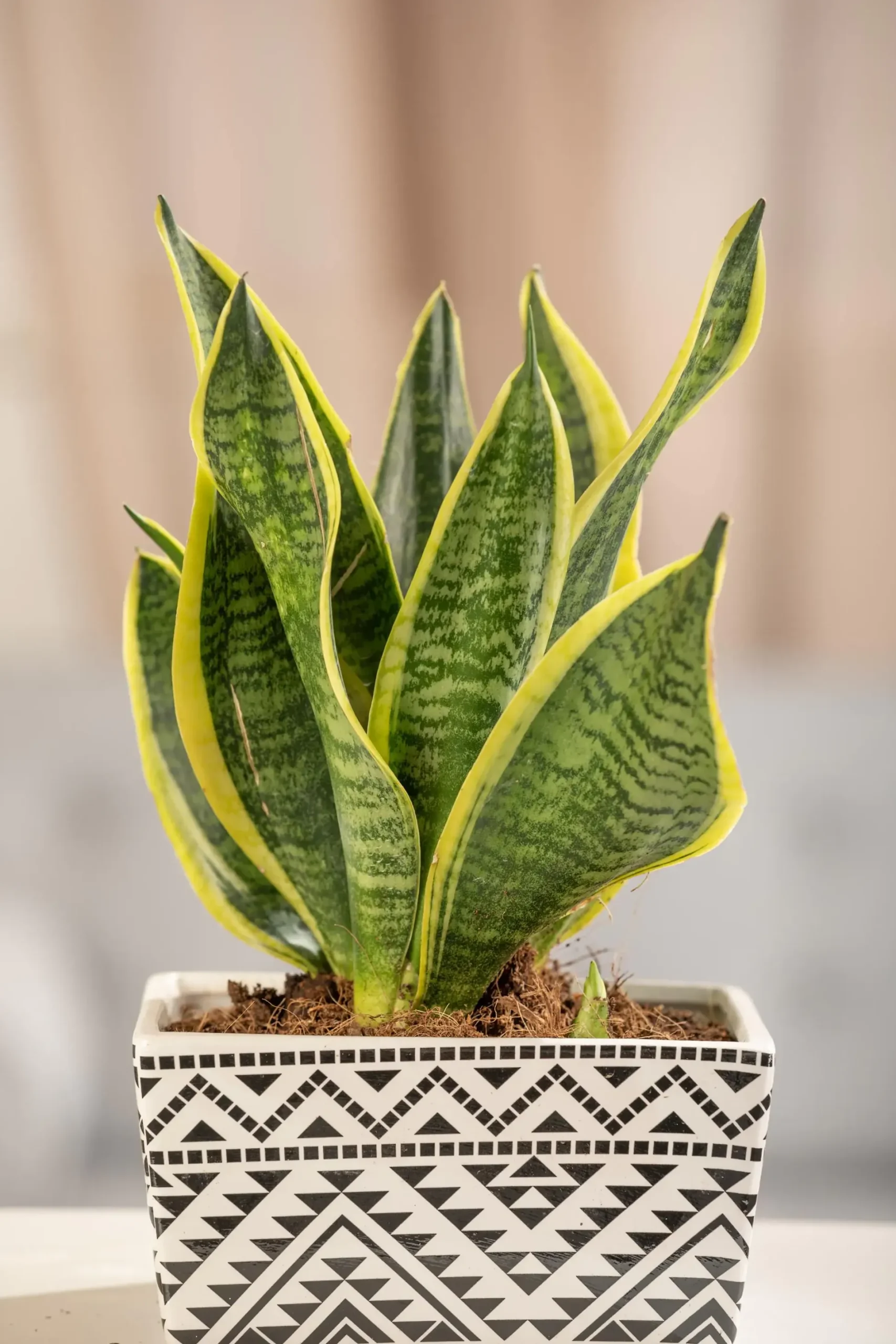Sansevieria Laurentii Bogenhanf 30 cm 12 cm Topf