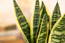 Sansevieria Laurentii Bogenhanf 30 cm 12 cm Topf