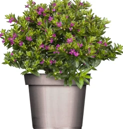 Scheinmyrte Cuphea hyssopifolia H 15 cm 10,5 cm Topf
