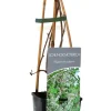 Schlingknöterich 2 L Eck-Container