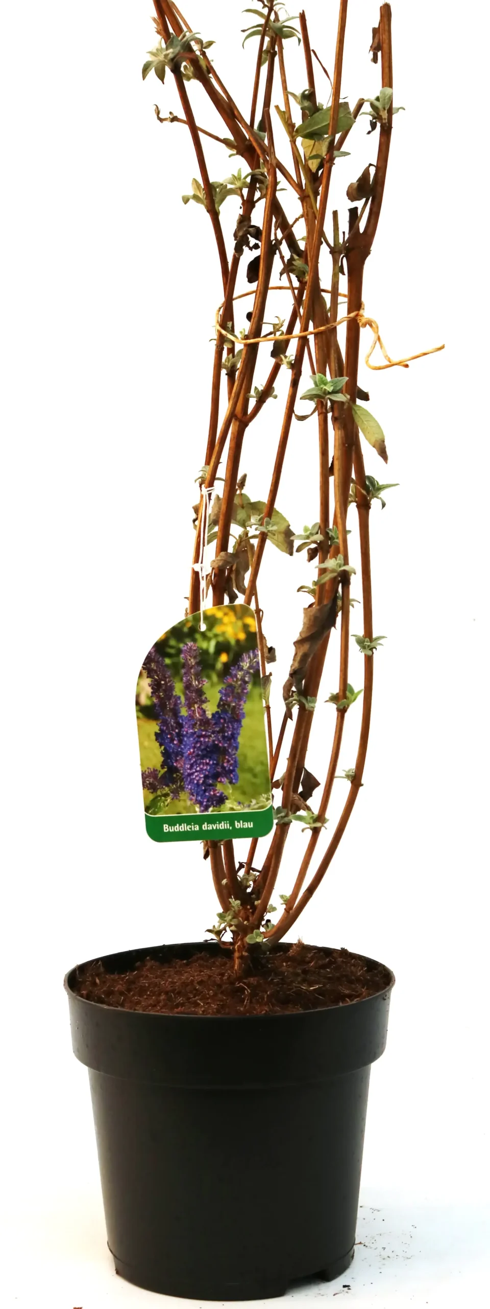 Schmetterlingsflieder 3 l Container
