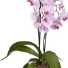 Schmetterlingsorchidee Phalaenopsis rosa 2-Trieber H ca. 40 cm 9 cm Topf