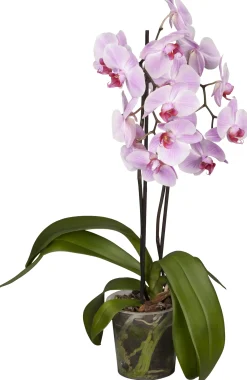 Schmetterlingsorchidee Phalaenopsis rosa 2-Trieber H ca. 40 cm 9 cm Topf