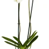 Schmetterlingsorchidee Phalaenopsis weiß 2-Trieber H ca. 55 cm 12 cm Topf