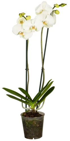 Schmetterlingsorchidee Phalaenopsis weiß 2-Trieber H ca. 55 cm 12 cm Topf