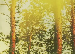 Schneider Sonnenschirm Malaga forest Ø 300 cm