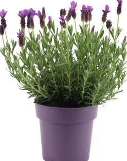Schopflavendel Lavandula Stoechas H 30 cm 15 cm Topf