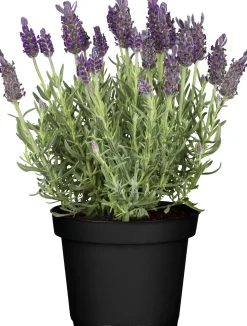Schopflavendel Lavendula H 30 cm 12cm Topf